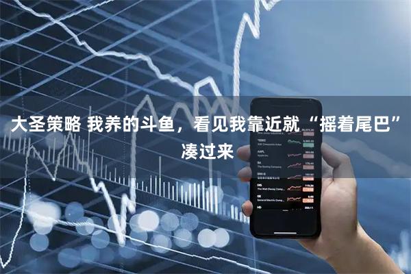 大圣策略 我养的斗鱼，看见我靠近就 “摇着尾巴” 凑过来
